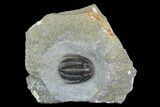 Cornuproetus Trilobite Fossil - Ofaten, Morocco #130535-1